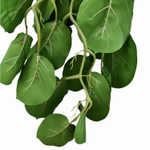 Калатея Орбифолия 65 см.