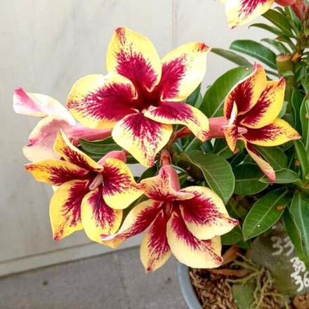 Адениум PLA MOSEE