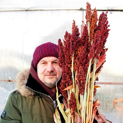 Ба-Е-Цы Северное Зерновое Сорго - Ba-Ye-Qi Sorghum