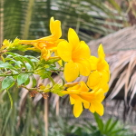 Алламанда желтая – Allamanda yellow