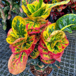 Кротон SAP PERM POON