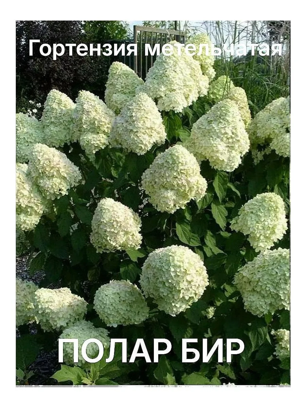 Полар Бир гортензия метельчатая