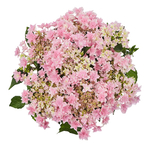 Floria Pink/ Флори Пинк
