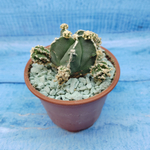 Astrophytum Myriostigma "Hakujo Fukuryu"  (Астрофитум)
