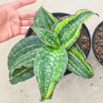 Сансевиерия MACROPHYLLA VAR