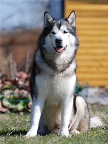 Чукотская ездовая Чукотская ездовая