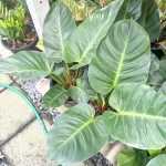 Филодендрон RUAY SAB ROUND LEAF L