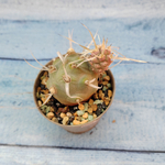 Tephrocactus Articulatus Papyracanthus (Тефрокактус)