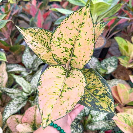 Аглаонема KAMKOON YELLOW