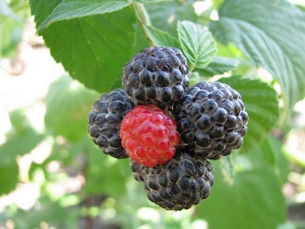 Малина традиционная Кумберленд Малина традиционная Кумберленд