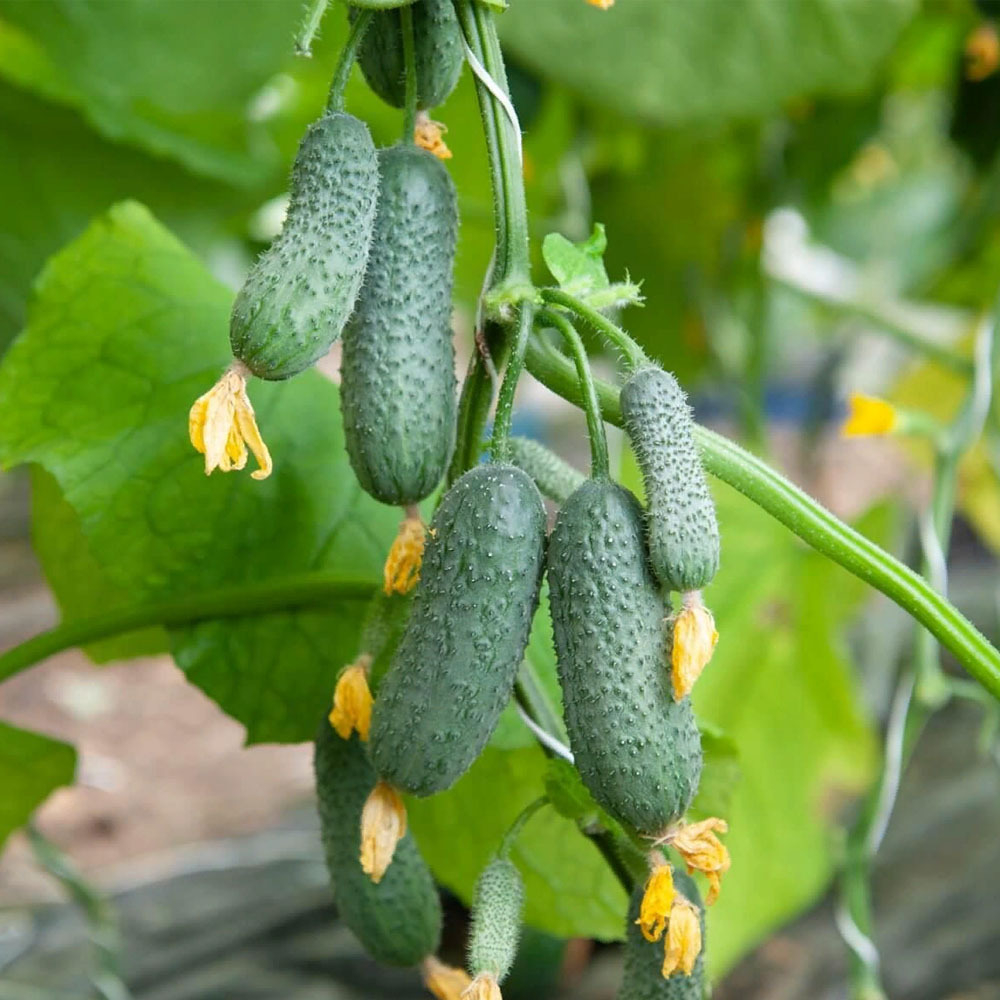 Стартап F1 семена огурца партенокарпического (Гавриш)