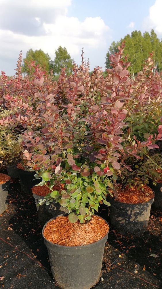 Барбарис Тунберга &#39;Atropurpurea&#39; с 3