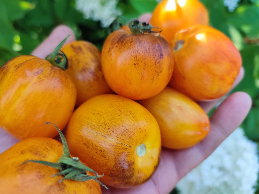 Атомный закат (Atomic sunset) сорт томата