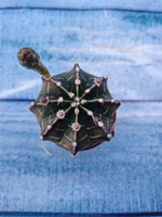 Gymnocalycium Friedrichii (Гимнокалициум)