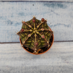 Gymnocalycium Friedrichii (Гимнокалициум)
