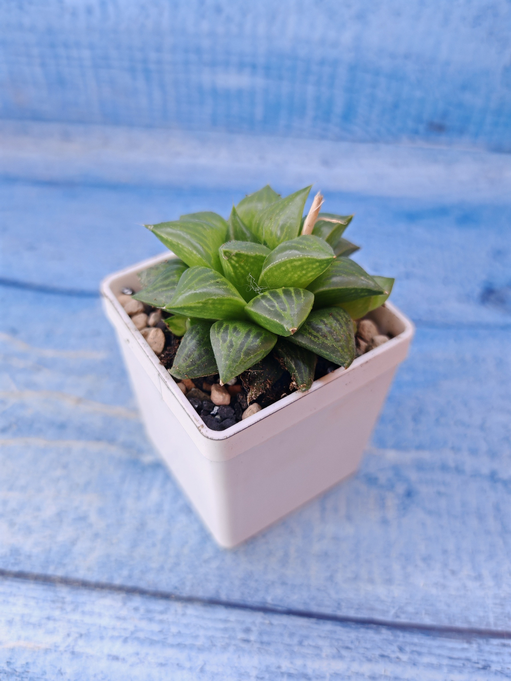 Haworthia Turgida (Хавортия)