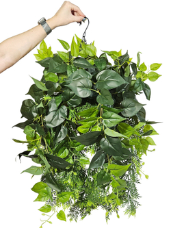 Филодендрон с зеленью в подвесном кашпо