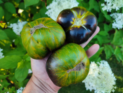 Зелёная богиня Ксанаду (Xanadu green Goddess) сорт томата