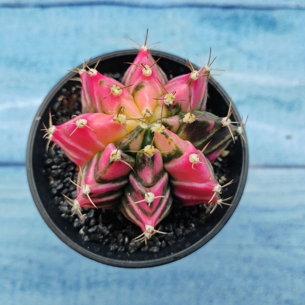 Gymnocalycium Variegata (Гимнокалициум Вариегатный)