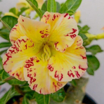 Адениум обесум 334 Hoàng Giang