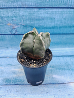 Astrophytum Myriostigma monstrosa (Астрофитум)