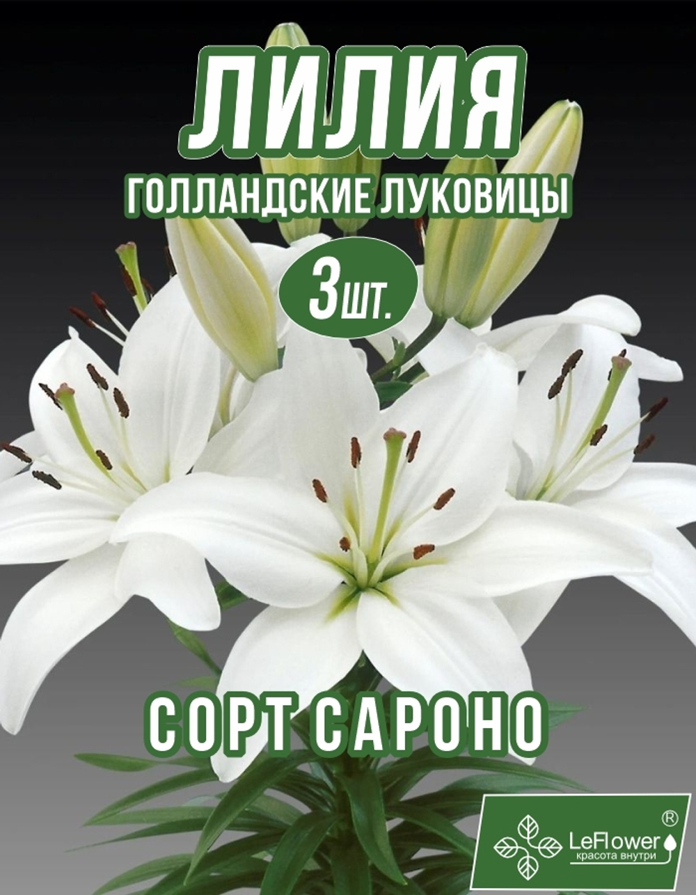 Лилия Луковица, Саронно, 3 шт