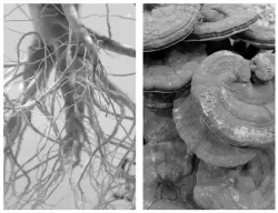 Антивозрастная сыворотка для век с женьшенем Fraijour Alchemic Ginsenoside Contour Eye Serum 25 мл.