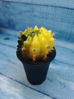 Gymnocalycium Variegata (Гимнокалициум Вариегатный)