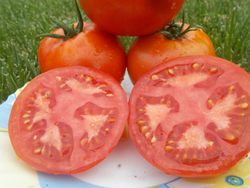 Помидоры Креольский из Нового Орлеана - Creole from New Orleans Tomato