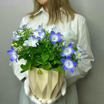 Кампанула колокольчик