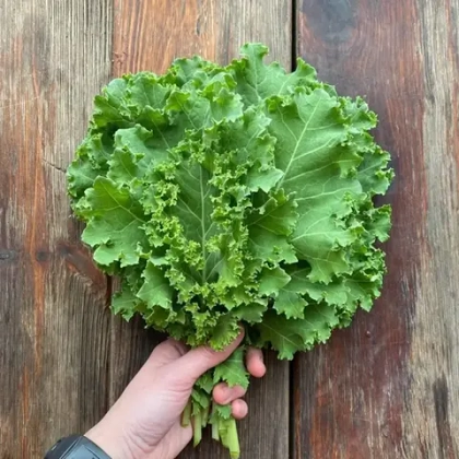 Кейл кудрявый "О, Батат", 100 г