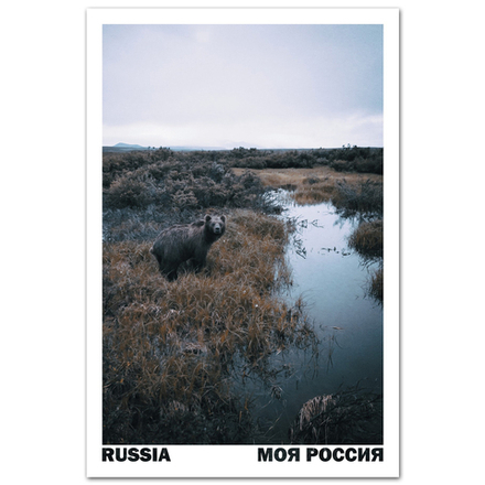 Косолапый товарищ. Эгвекинот, Чукотка