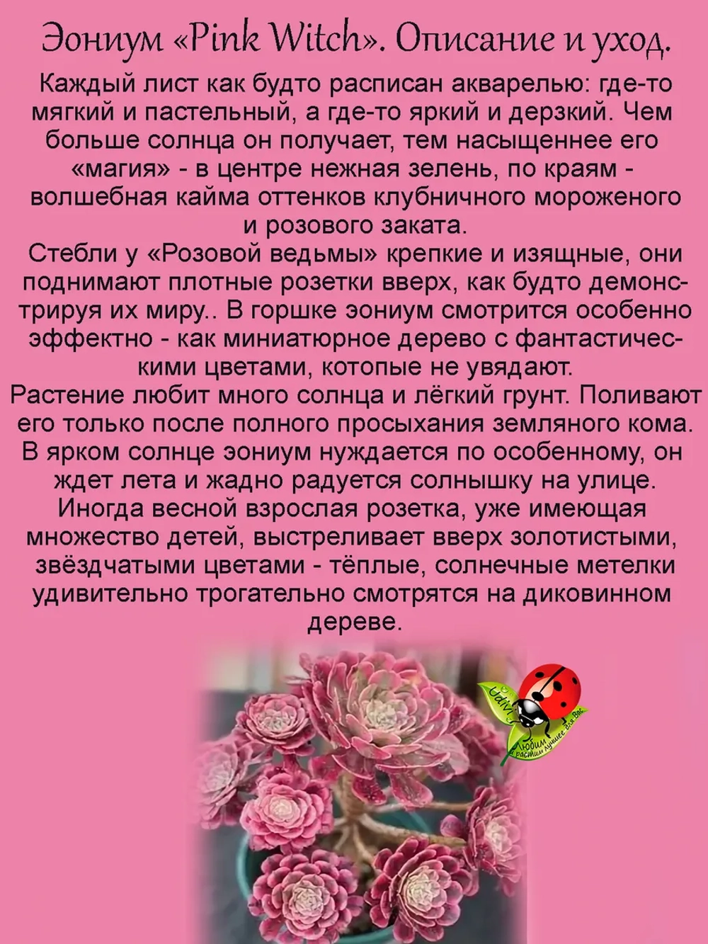 Эониум Розовая ведьма Пинк Витч