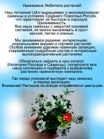 Алиссум Сноу Принцесс 2 вегетативный