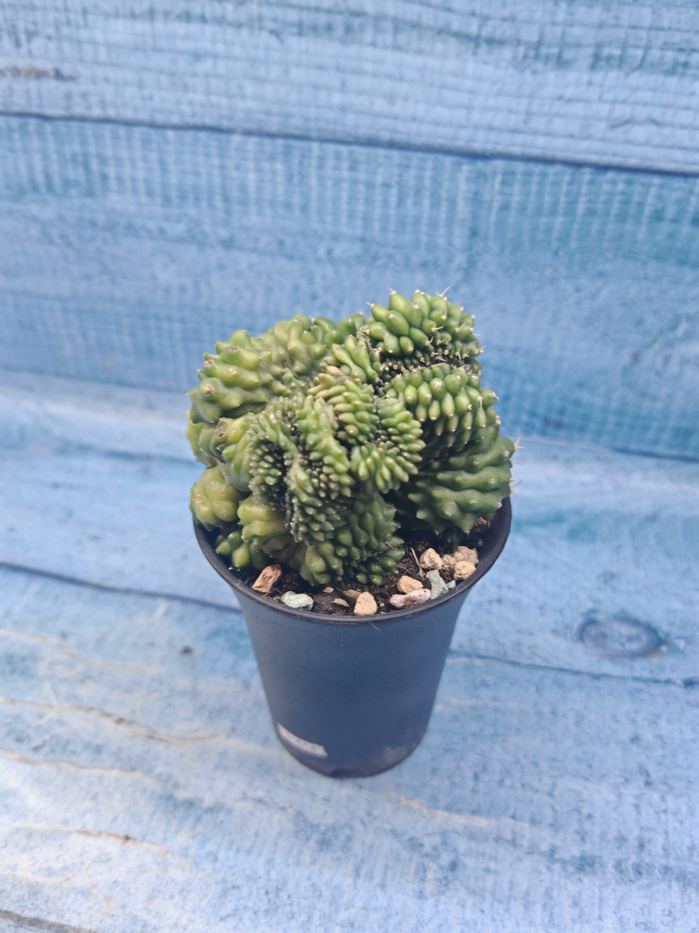 Gymnocalycium Spineless Crested form (Гимнокалициум Кристатный)