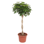 Шефлера Коса