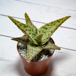 Aloe Carola (Алоэ)