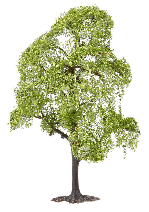 Граб и платан, 75 и 145 мм