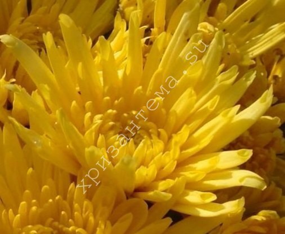 Хризантема кустовая Carole yellow 🌼 к.36