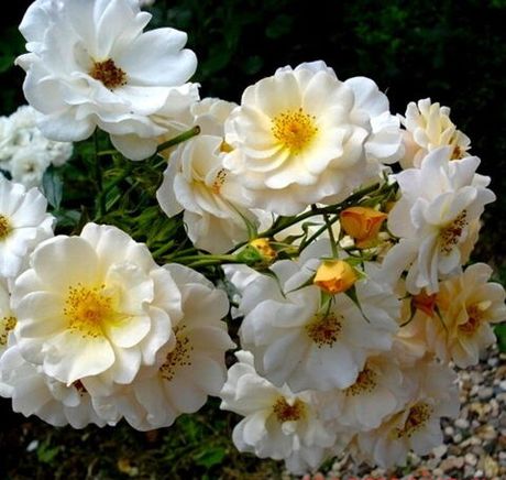 Па де Де (Pas de Deux)