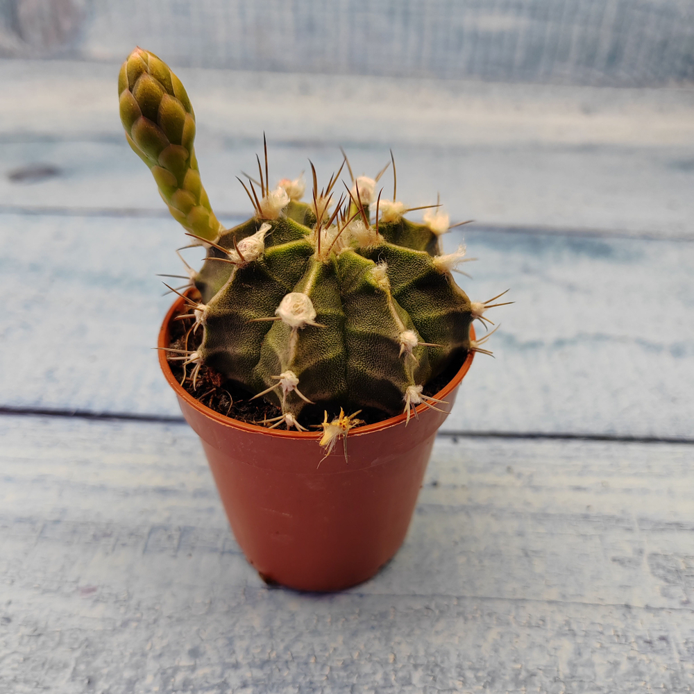 Gymnocalycium Friedrichii (Гимнокалициум)