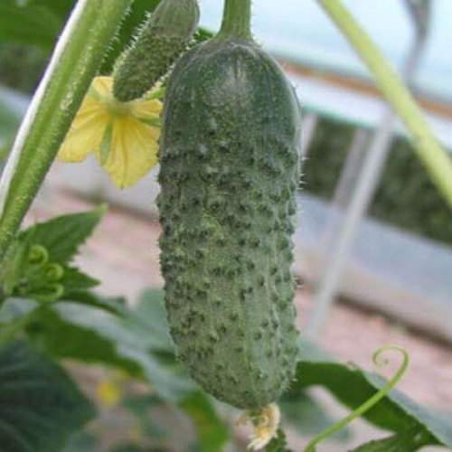 Огурец Шакти F1