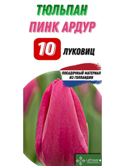 тюльпан пинкардур 10луковиц