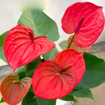 Антуриум Андре RITMA