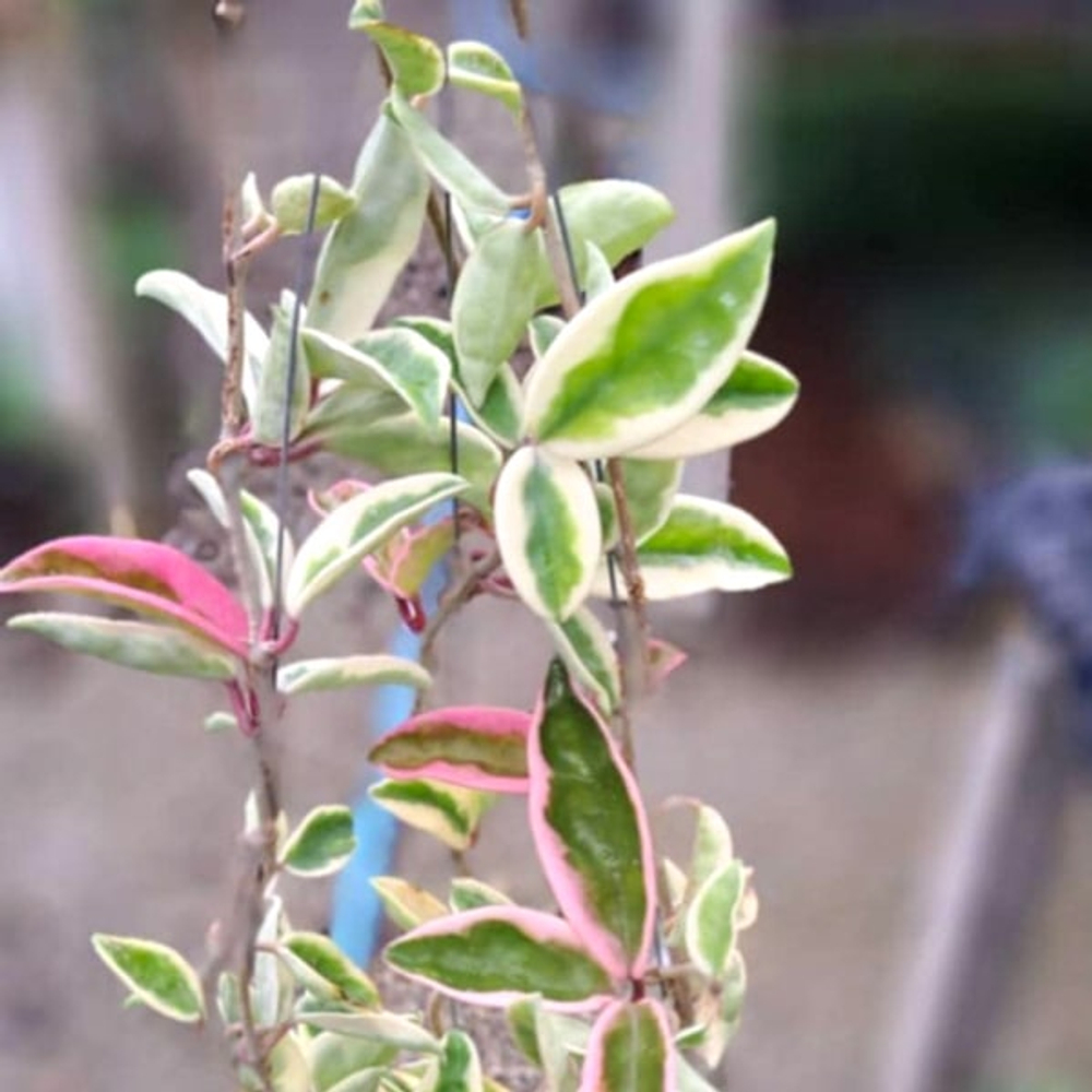 Хойя CARNOSA SUZIE Q