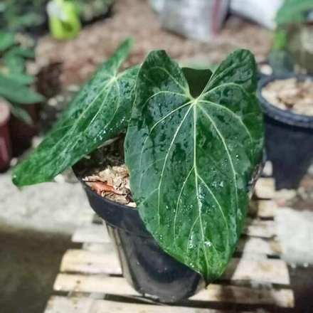 Антуриум PAPILLILAMINUM LEGEND