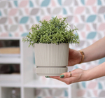 Кашпо СТРИП круглое D=140мм 1,3 л с поддоном М3246