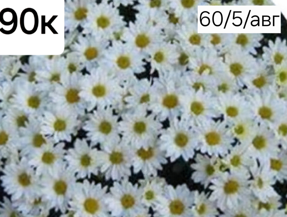 БЕЛАЯ РОМАШКА ЗЕЛЕНЫЙ ЦЕНТР №90 ХРИЗАНТЕМА КОРЕЙСКАЯ