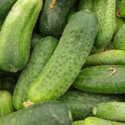 ШАКТИ F1 семена огурца (Rijk Zwaan | Alexagro)