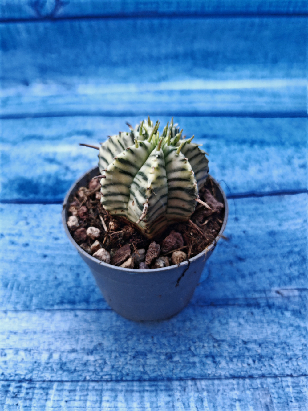 Euphorbia meloformis f. Variegated (Эуфорбия вариегатная)